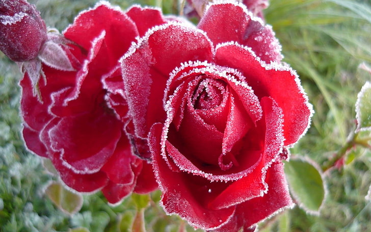 red flowers, rose, red, frost, snow, HD wallpaper
