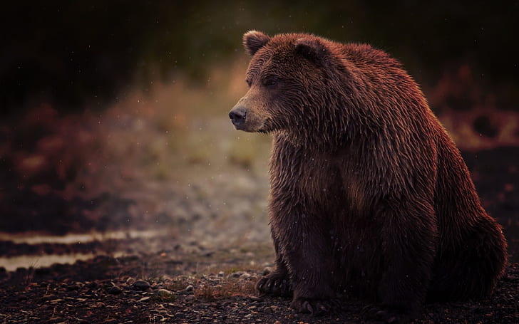 Niedźwiedź brunatny, mokro, siedzieć, brunatny, niedźwiedź, mokry, siedzieć, Tapety HD