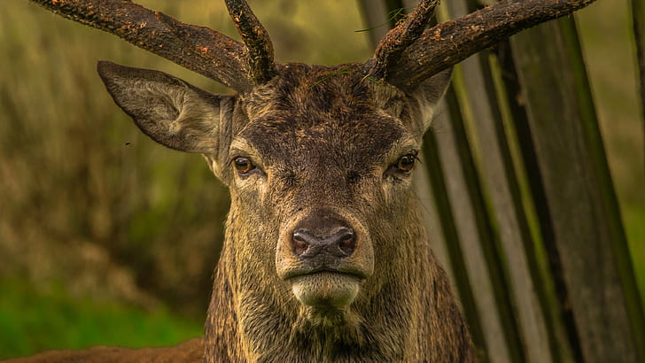 deer, forest, HD wallpaper