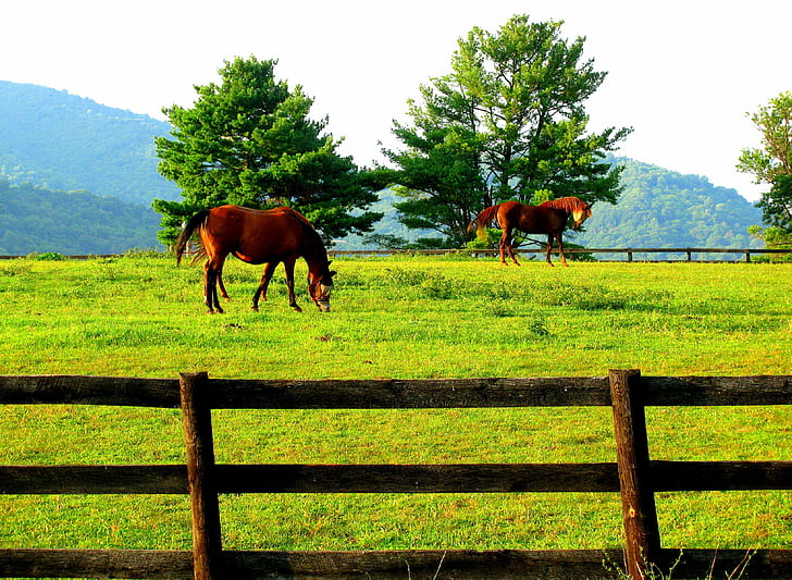 dois cavalos marrons no campo de grama verde durante o dia, cavalo, marrom, cavalos, grama verde, campo de grama, dia, pastagem de cavalo, pastagens, cavalo, animal, natureza, fazenda, prado Cena rural, ao ar livre, pasto, grama, ranchocerca, mamífero, campo, HD papel de parede