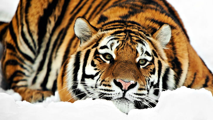 Tiger HD 1080p, тигър, 1080p, тигри, HD тапет