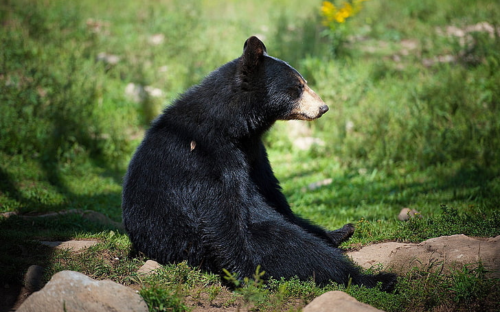 черна мечка, мечка, седнала, чакаща, трева, HD тапет