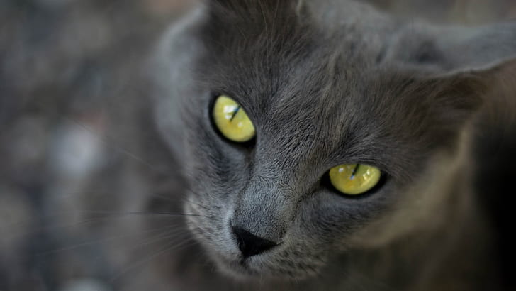 kucing, mata, binatang, Wallpaper HD