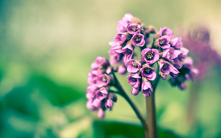 Spring Remixed, flowers, nature, purple, HD wallpaper