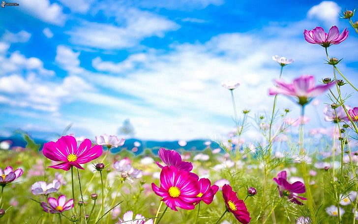 iPad 및 iPhone 와이드 스크린 3840 × 2400 여름 꽃 보라색 꽃 초원-푸른 하늘 흰 구름 HD 배경 화면 다운로드, HD 배경 화면
