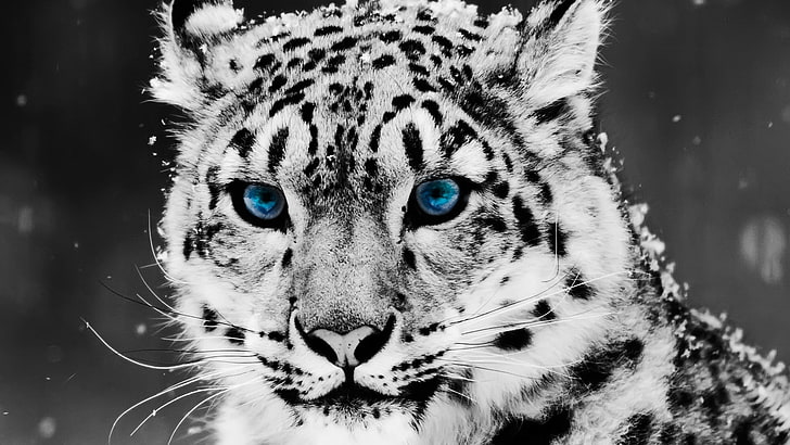 snow leopard, selective coloring, animals, snow leopards, leopard, leopard (animal), HD wallpaper
