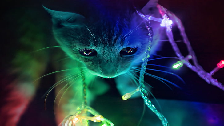 고양이, 고양이, 크리스마스, 새끼 고양이, 빛, 레인 보우, HD 배경 화면