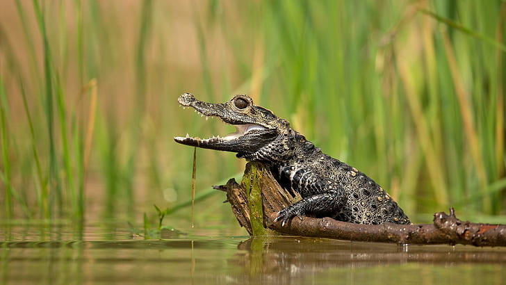 Dwarf Crocodile, animals, alligator, cute, baby, crocodile, open, teeth, HD wallpaper