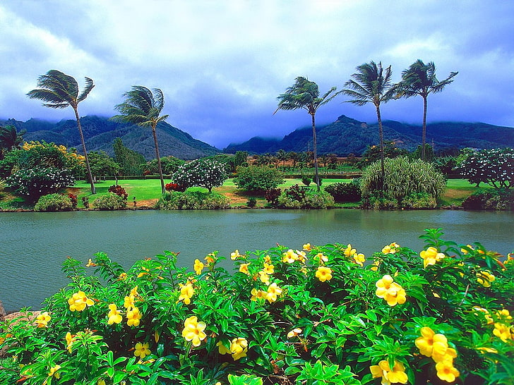 пейзаж, палми, тропически, ветровити, цветя, парк, HD тапет