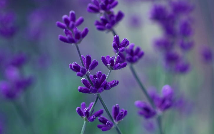 Lavender ungu kelopak makro, latar belakang kabur, ungu bunga petaled, Lavender, Ungu, Kelopak, Makro, Kabur, Latar Belakang, Wallpaper HD