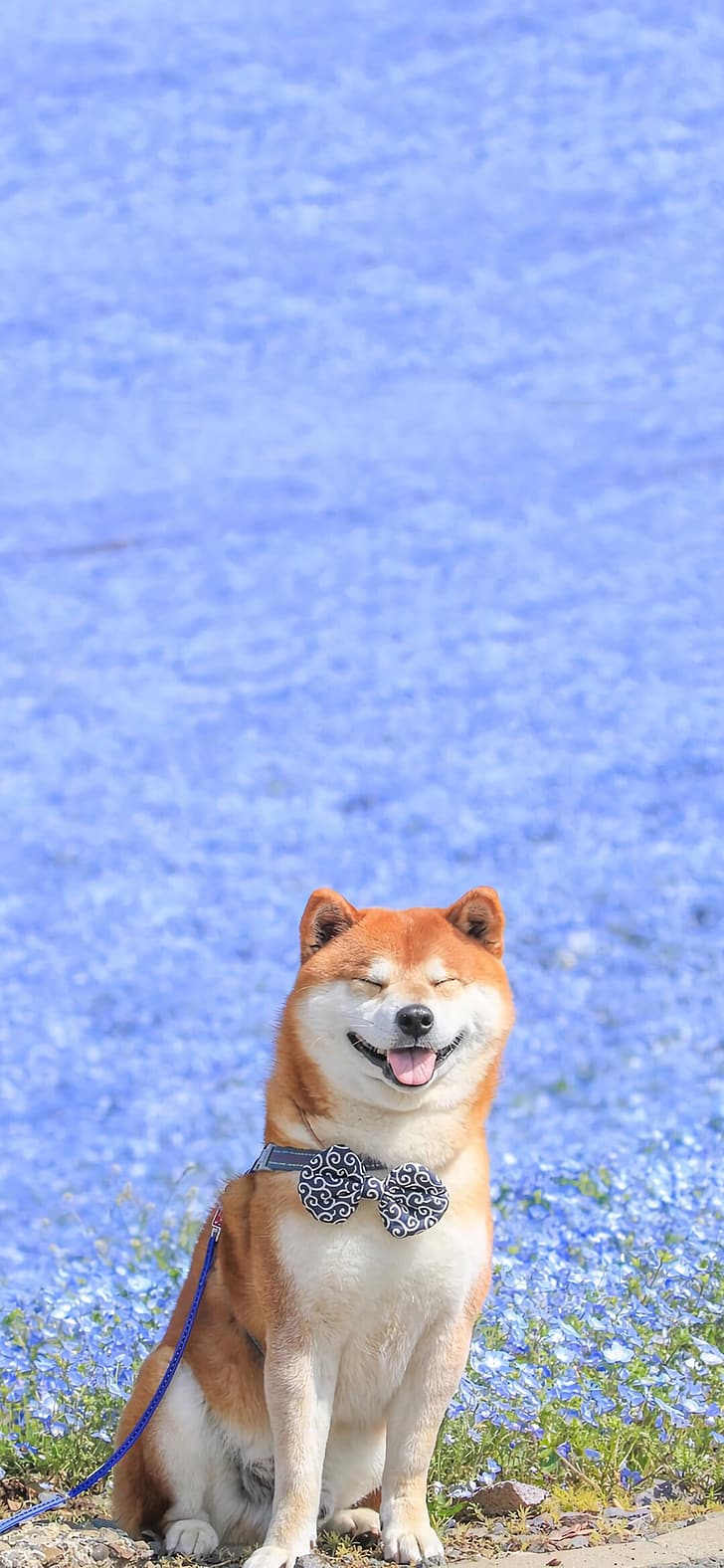 Akita, dog, smile, HD wallpaper