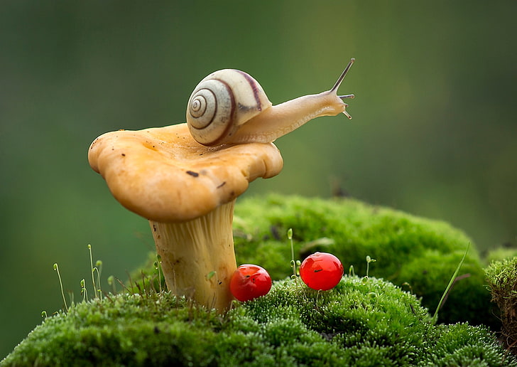 brown and white snail, macro, berries, mushroom, moss, snail, Fox, HD wallpaper