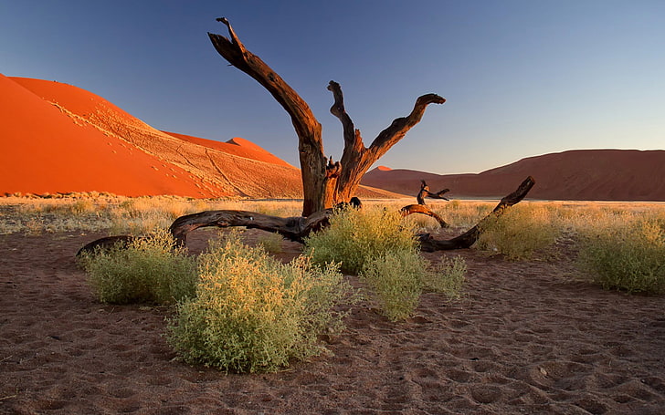 茶色の裸木、自然、風景、木、枯れ木、植物、ナミビア、アフリカ、砂漠、砂、丘、晴天、足跡、砂丘、枝、 HDデスクトップの壁紙