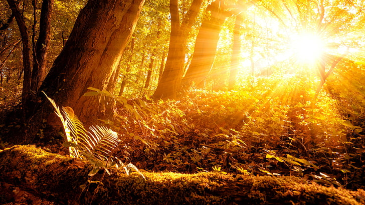 sunray, rays, sunshine, sunbeam, forest, nature, sunlight, sun, light, woodland, morning, branch, tree, HD wallpaper