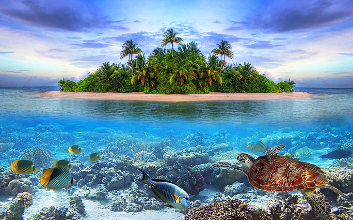 Krajobraz wybrzeża, wyspa, morze, palmy, ryba, żółw, wybrzeże, krajobraz, wyspa, morze, palmy, drzewa, ryba, żółw, Tapety HD
