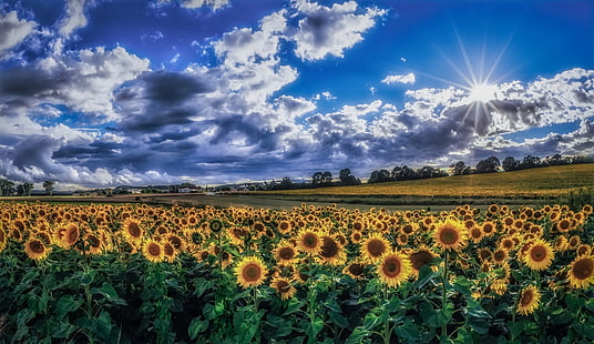 sky, clouds, plants, field, flowers, sunflowers, landscape, HD wallpaper HD wallpaper