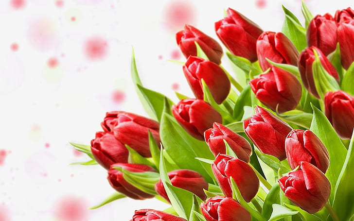 빨간 튤립 꽃다발 흰색 배경 2560 × 1600, HD 배경 화면