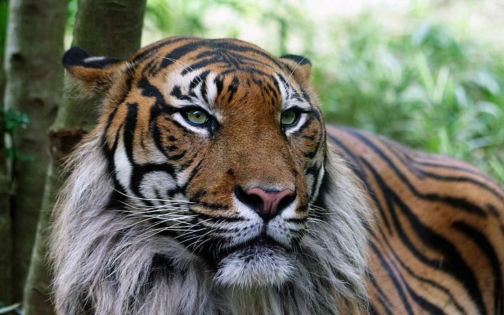tigre brun et noir, tigre, faune, Fond d'écran HD