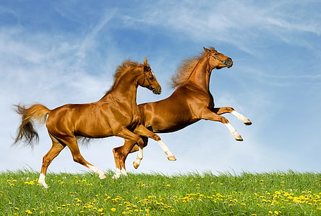 galope, cielo, pareja, caballo, Fondo de pantalla HD HD wallpaper