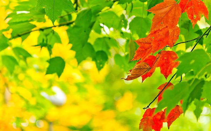 Есен, листа, зелен, червен, слънчева светлина, боке, есен, листа, зелен, червен, слънчева светлина, Боке, HD тапет