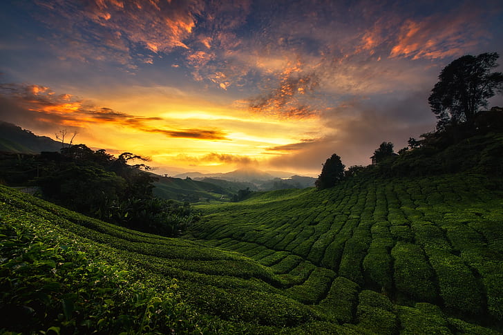 Man Made, Tea Plantation, Landscape, Nature, Sky, HD wallpaper
