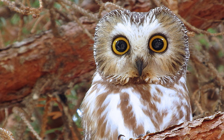 brown and white barn owl, owl, bird, eyes, North American boreal owl, HD wallpaper