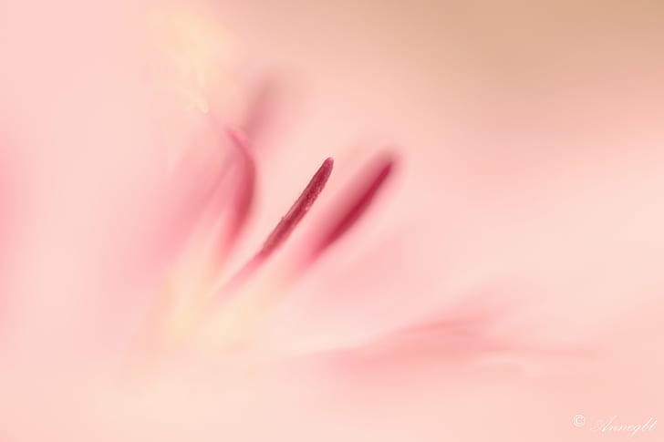 pink petaled-flower close-up photo, Coeur, de, pink, flower, close-up, photo, macro, pastel, rose, pink Color, nature, backgrounds, petal, HD wallpaper
