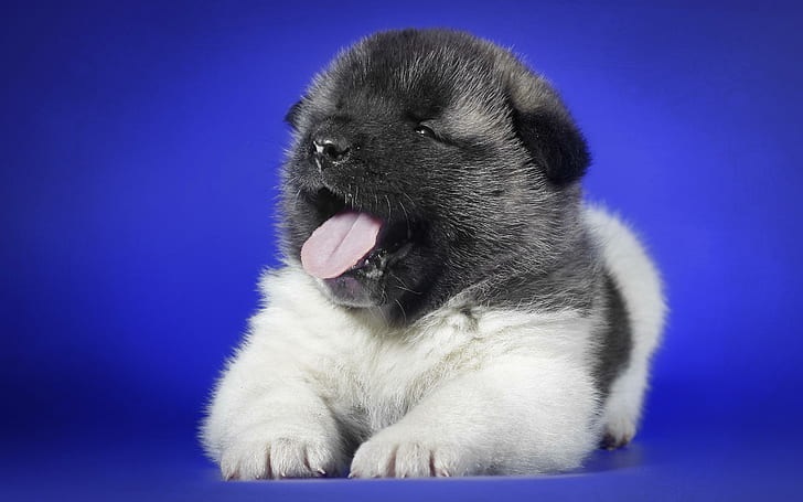puppy, yawning, tongue, spotted, puppy, yawning, tongue, spotted, HD wallpaper