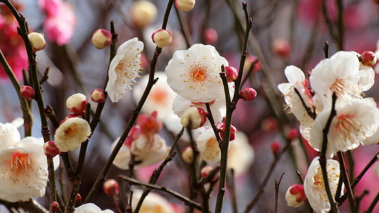 vita kronbladiga blommor, vit, blommor, plommon, 紅梅, Japan, vår, natur, gren, träd, vår, blomma, växt, rosa Färg, närbild, säsong, kronblad, blomma, blommahuvud, HD tapet HD wallpaper
