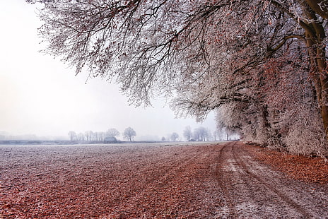 Feldweg, Feld, Landschaft, Bäume, HD-Hintergrundbild HD wallpaper