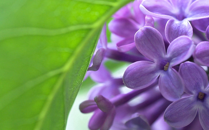 fioletowy hiacynt, liliowy, pączek, kwiaty, liście, Tapety HD