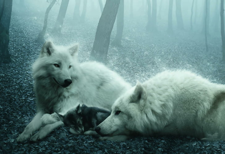 Wolf Family, två vita vargar med gröngöling, skog, vargar, vit, familj, djur, HD tapet