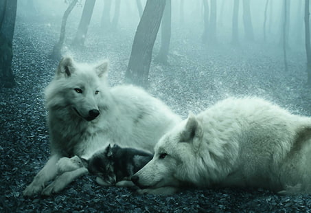 Wolf Family, two white wolves with cub, forest, wolves, white, family, animals, HD wallpaper HD wallpaper