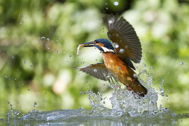Kingfisher with fish, Action birds, Alcedo atthis, Birds, kingfisher, kingfisher with fish, nature wildlife, HD tapet
