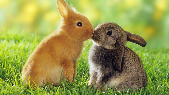 Bunnies kissing, brown and gray bunnies, animals, 1920x1080, bunny, rabbit, HD wallpaper HD wallpaper