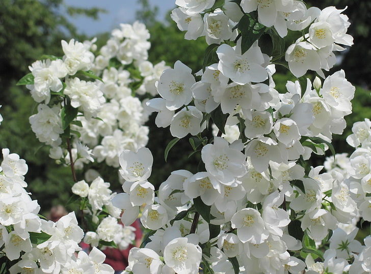 White flowers, jasmine, blossoms, twigs, spring, HD wallpaper |  Wallpaperbetter