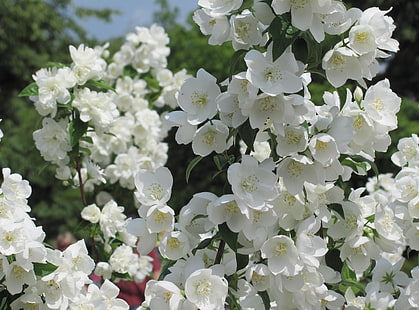 white flowers, jasmine, blossoms, twigs, spring, HD wallpaper HD wallpaper