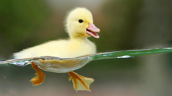 duck, baby animals, HD wallpaper HD wallpaper