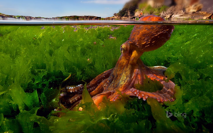 Tapeta z motywem czerwonej ośmiornicy w wodzie 2015 Bing, Tapety HD