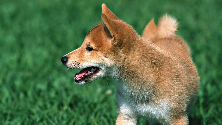 kahverengi Shiba Inu köpek yavrusu, kırmızı köpek yavrusu, köpek, dil, HD masaüstü duvar kağıdı