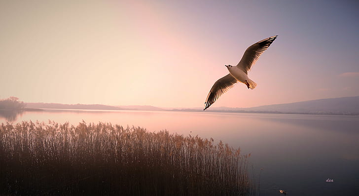 bird flying in sky over body of water, bird, nature, flying, sky, wildlife, animal, outdoors, sunset, HD wallpaper