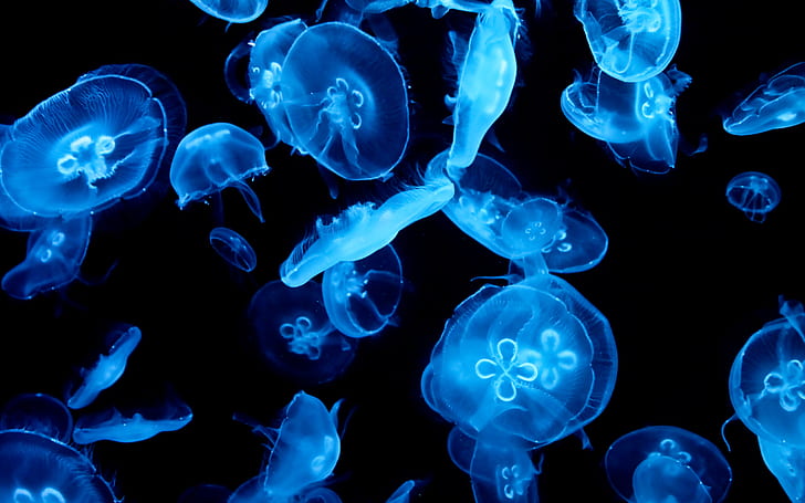 Jellyfish Underwater Blue HD สัตว์สีฟ้าใต้น้ำแมงกะพรุน, วอลล์เปเปอร์ HD