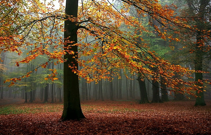 風景、自然、秋、霧、森、木、葉、日光、風景、自然、秋、霧、森、木、葉、日光、 HDデスクトップの壁紙