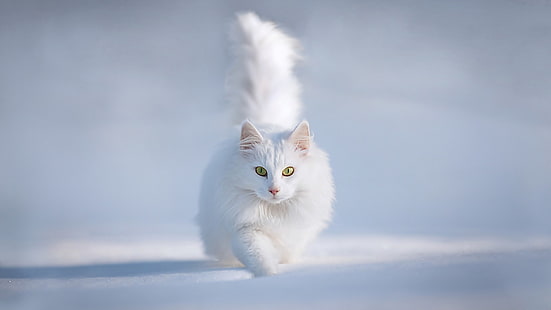 снежно бели котки животни 1920x1080 Животни Котки HD Изкуство, сняг, бяло, HD тапет HD wallpaper