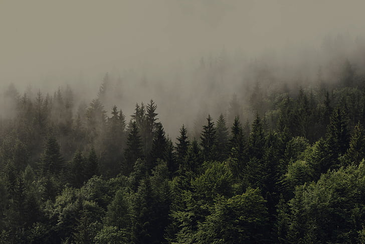 skog, dimma, gran, HD tapet