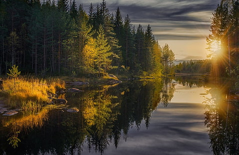зеленолистно дърво, пейзажна снимка на гора близо до водно тяло по време на златен час, пейзаж, фотография, природа, гора, падане, река, спокойни води, залез, отражение, борови дървета, слънчеви лъчи, Финландия, HD тапет HD wallpaper