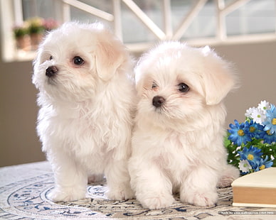 собака животное мило другие обои HD, два белых мальтийских щенка, животные, животное, собака, мило, HD обои HD wallpaper