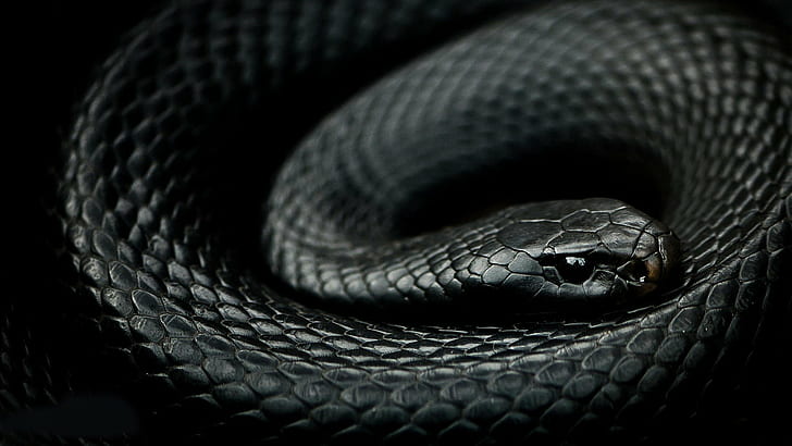 Mamba, reptiles, serpiente, Fondo de pantalla HD