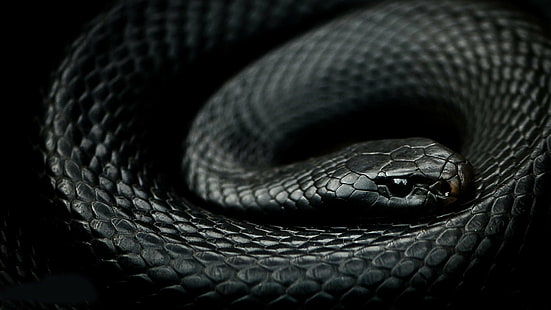 Мамба, рептилии, змея, HD обои HD wallpaper