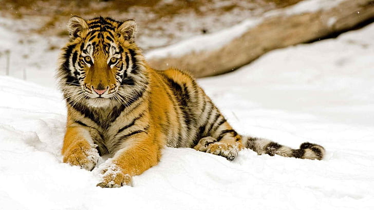 tigre, fauna, Fondo de pantalla HD
